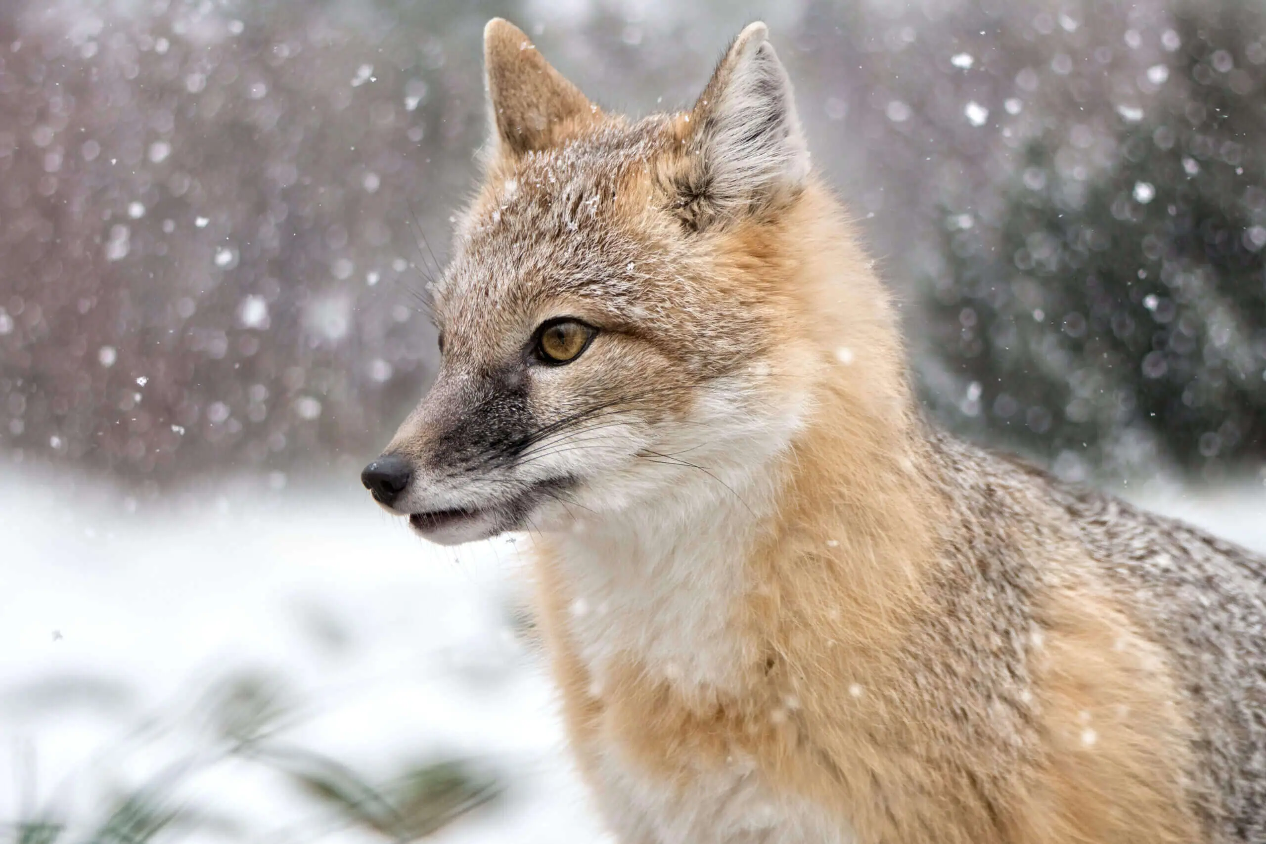 Arctic Fox - Endangered Wolf Center