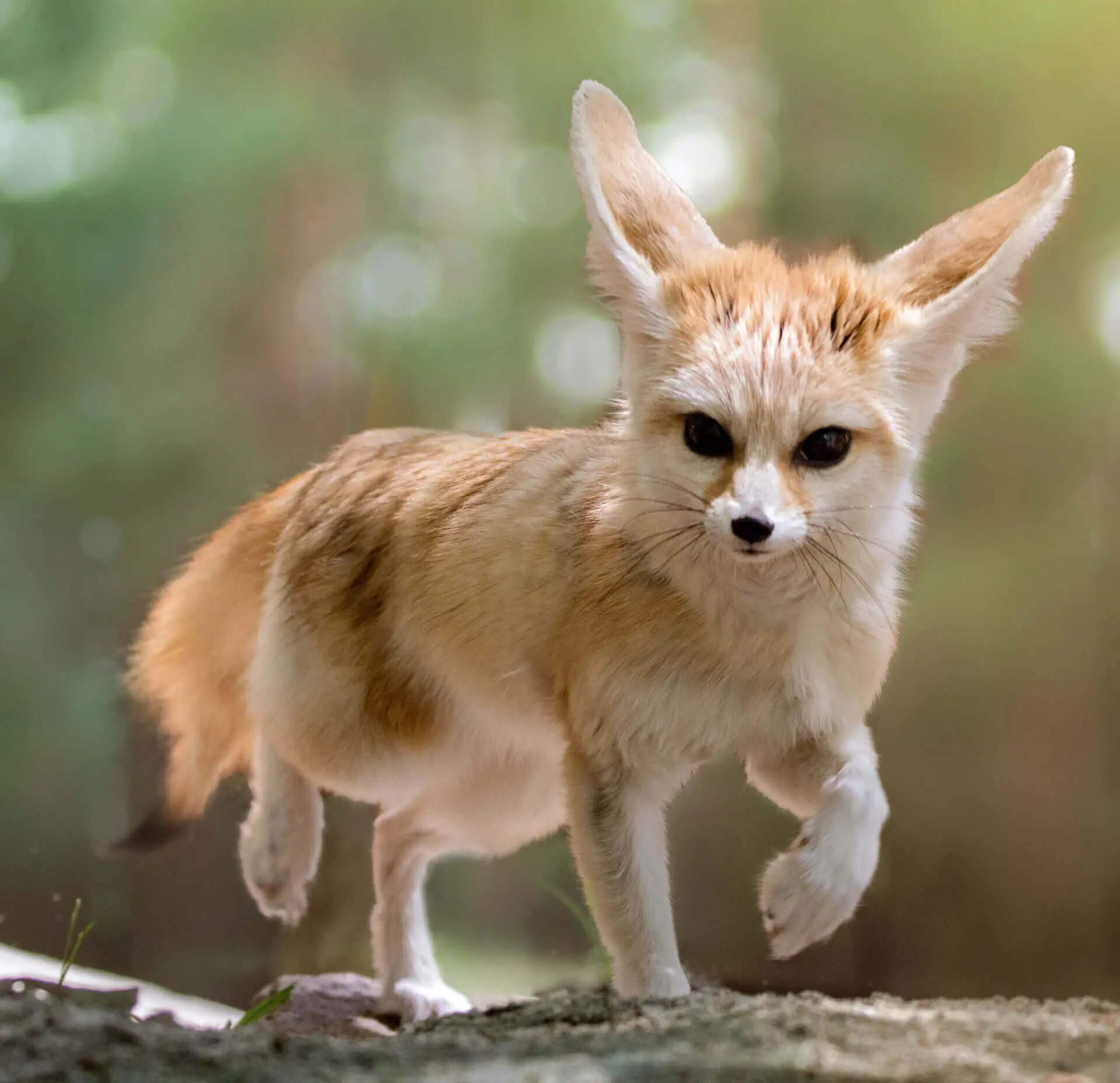 Fennec fox - Wikipedia