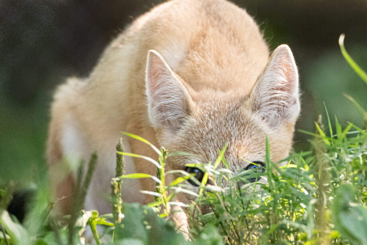 swift-foxes-endangered-wolf-center