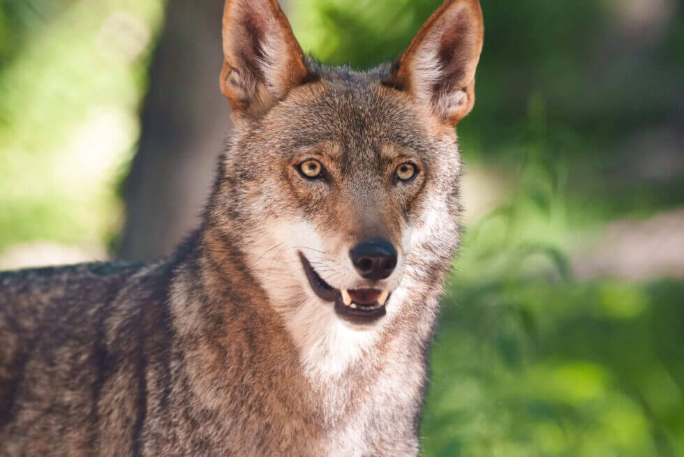 American Red Wolves Endangered Wolf Center