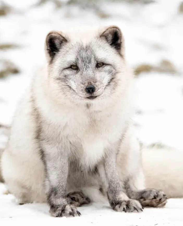 Artie & Cooper's Fox Family - Endangered Wolf Center